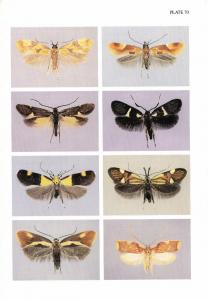 A Guide to the Microlepidoptera of Europe