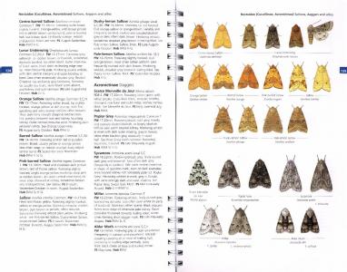 Concise Guide to the Moths of Great Britain and Ireland