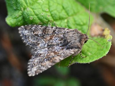 Apamea anceps