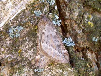 Alsophila aescularia