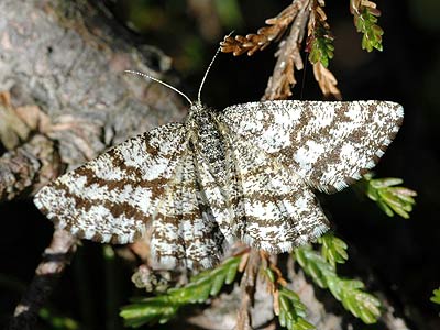 Ematurga atomaria