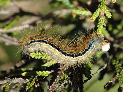 Malacosoma castrensis