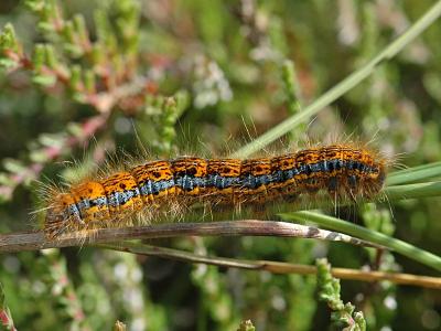 Malacosoma castrensis