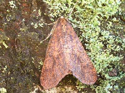 Erannis defoliaria