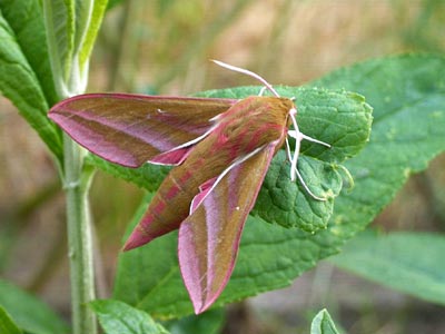 Deilephila elpenor