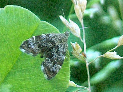 Anthophila fabriciana