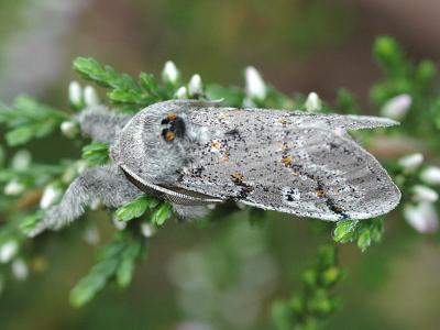 Gynaephora fascelina