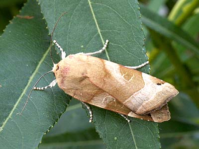 Noctua fimbriata