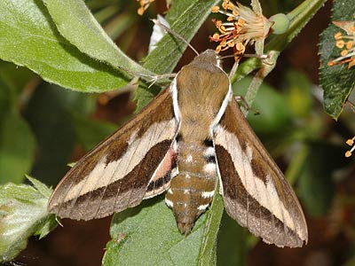 Hyles gallii