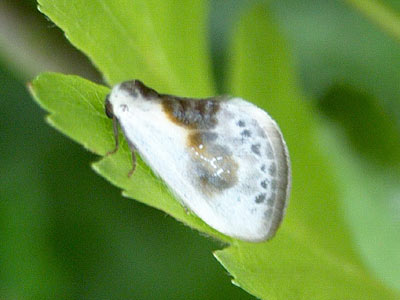 Cilix glaucata