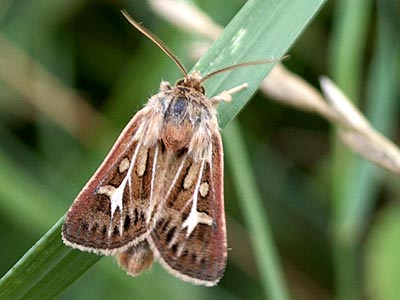 Cerapteryx graminis