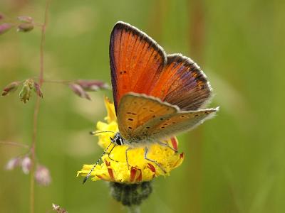 Lycaena hippothoe