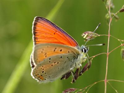 Lycaena hippothoe