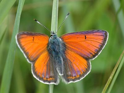 Lycaena hippothoe