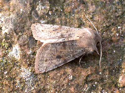 Orthosia incerta