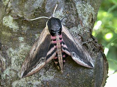 Sphinx ligustri