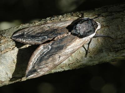 Sphinx ligustri