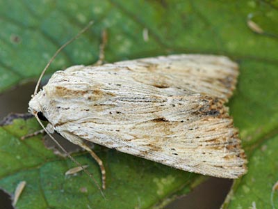 Apamea lithoxylaea