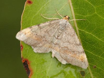 Macaria liturata