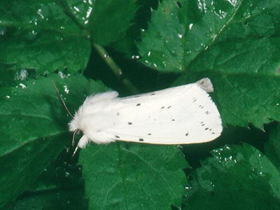 Spilosoma lubricipeda