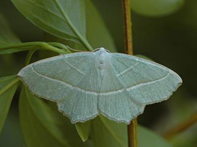 Campaea margaritata