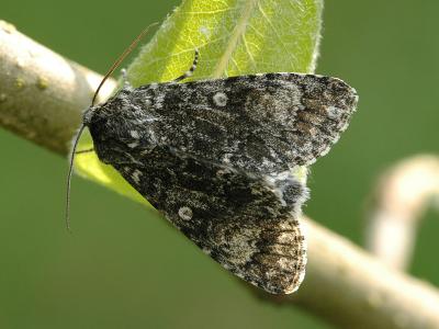 Acronicta megacephala