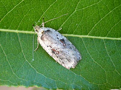 Agonopterix ocellana