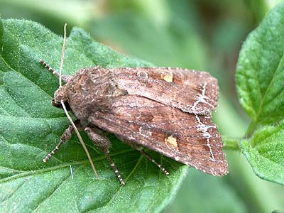 Lacanobia oleracea