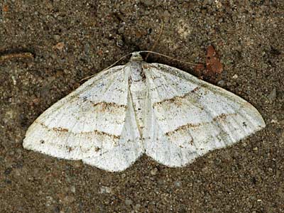 Mesotype parallelolineata