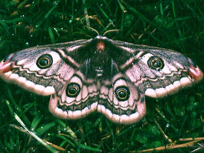 Saturnia pavonia