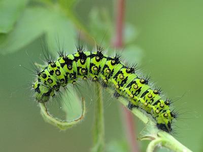 Saturnia pavonia