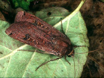 Noctua pronuba