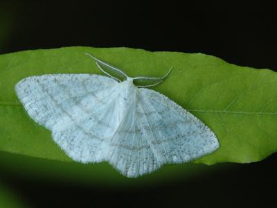 Cabera pusaria