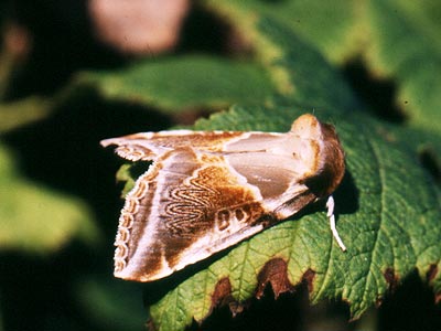 Habrosyne pyritoides