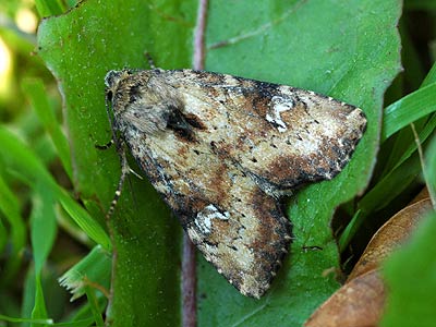 Apamea scolopacina