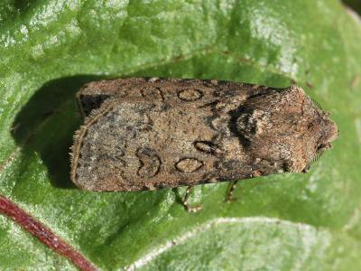 Agrotis segetum