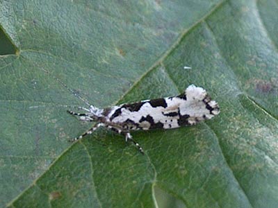 Ypsolopha sequella