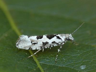 Ypsolopha sequella