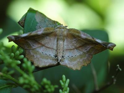 Apeira syringaria