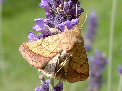 Pyrrhia umbra