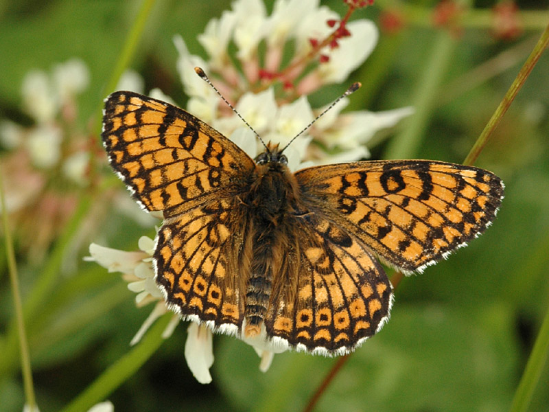 Melitaea cinxia