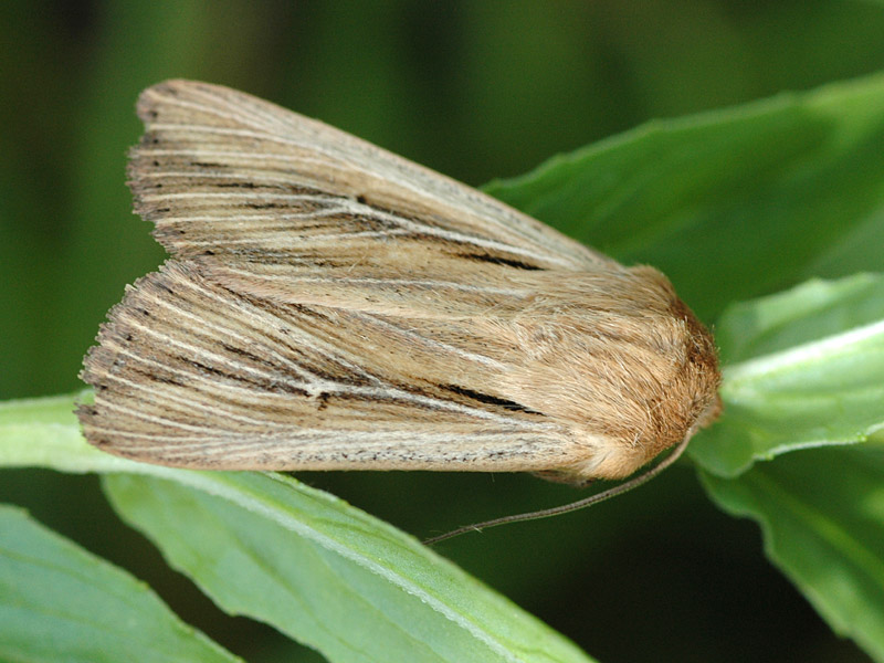 Leucania comma