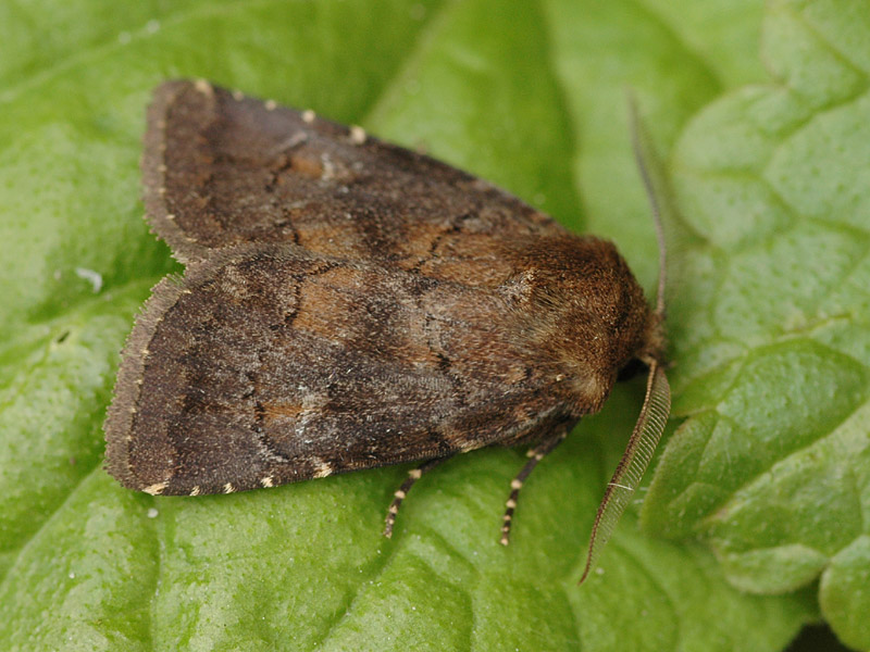 Rusina ferruginea