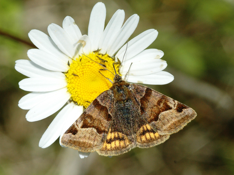 Euclidia glyphica