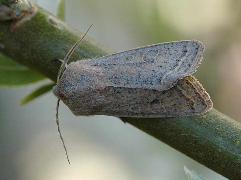 Orthosia gracilis