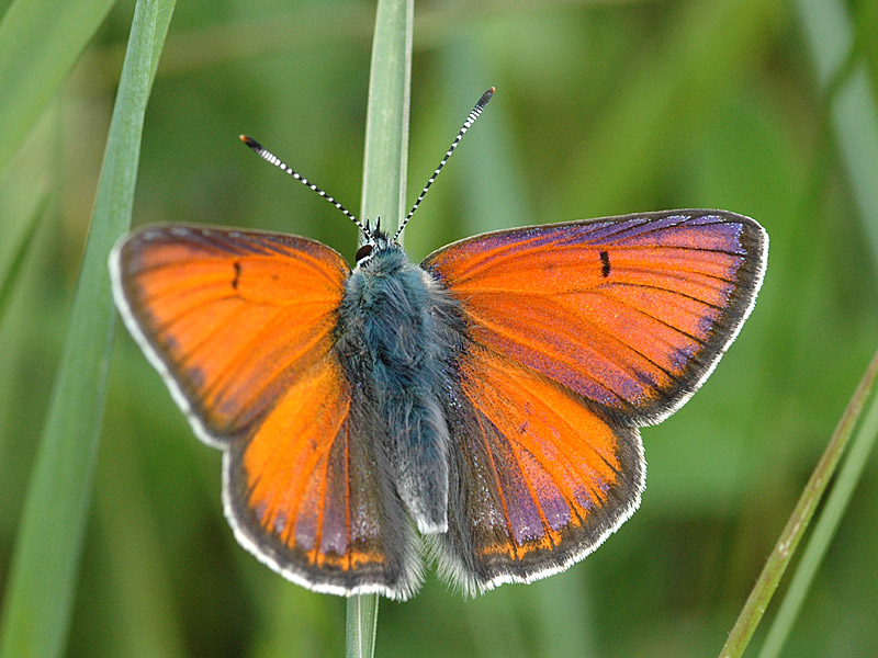 Lycaena hippothoe