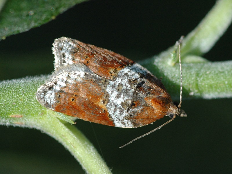 Acleris laterana