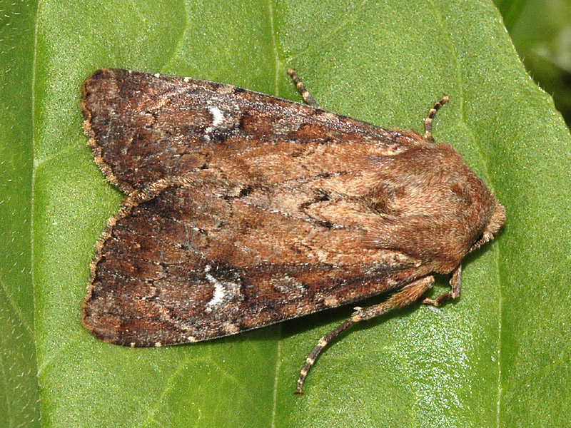 Apamea lateritia