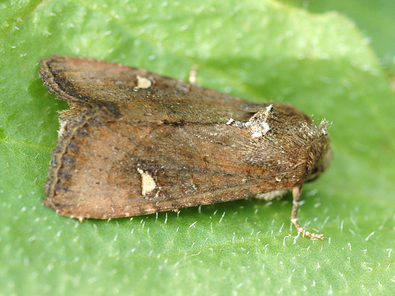 Helotropha leucostigma