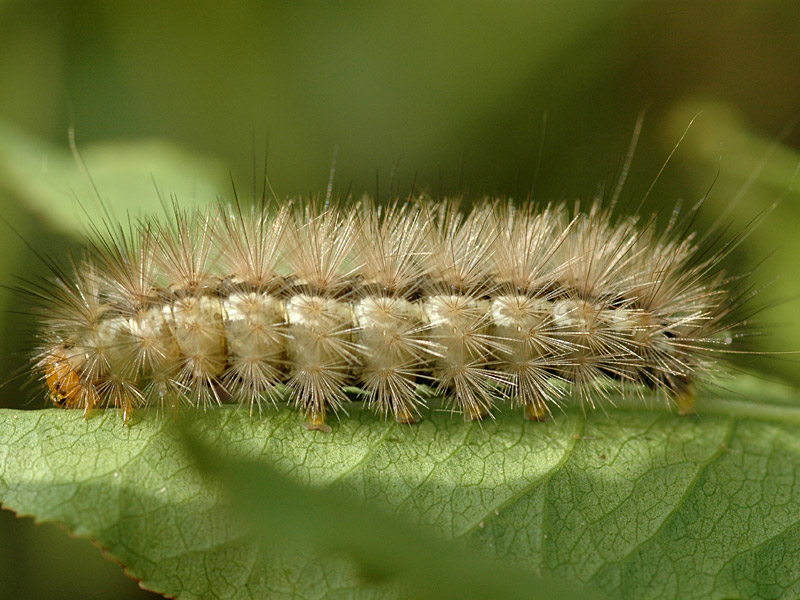 Spilarctia lutea